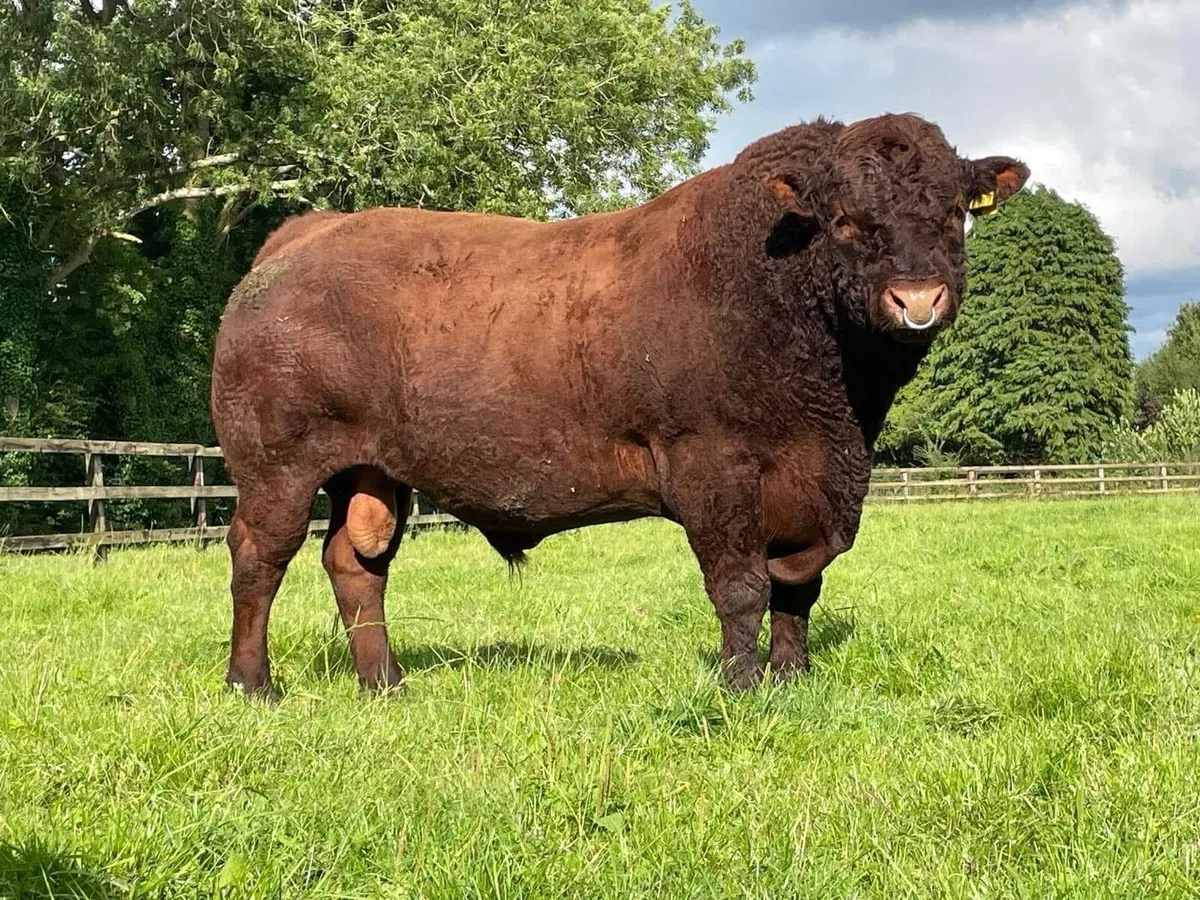 Hybrid Saler/Charolais X Heifers - Image 2