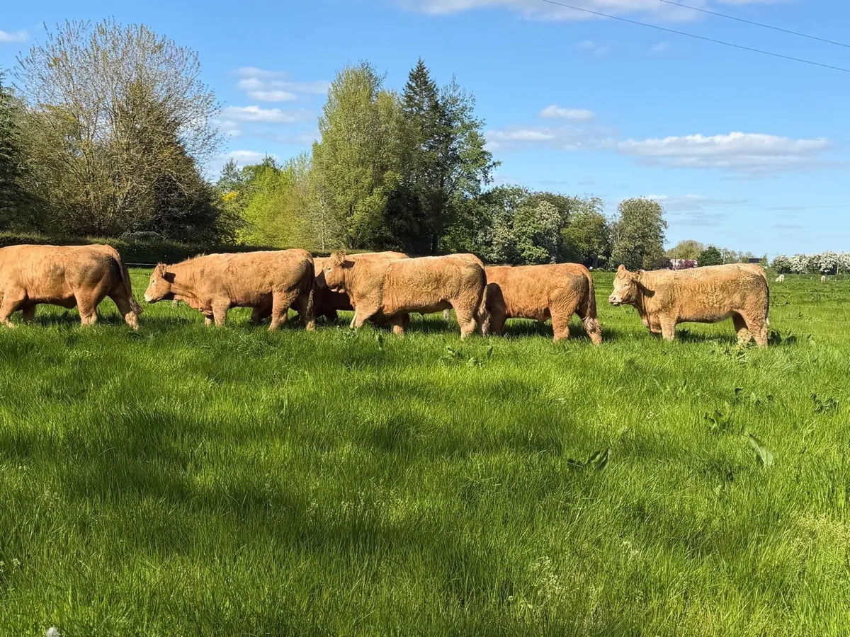 Hybrid Saler/Charolais X Heifers - Image 3