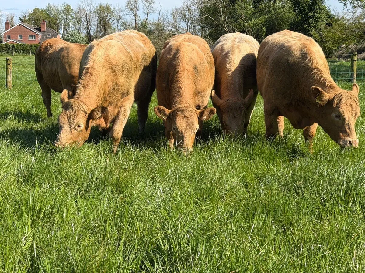 Hybrid Saler/Charolais X Heifers - Image 4