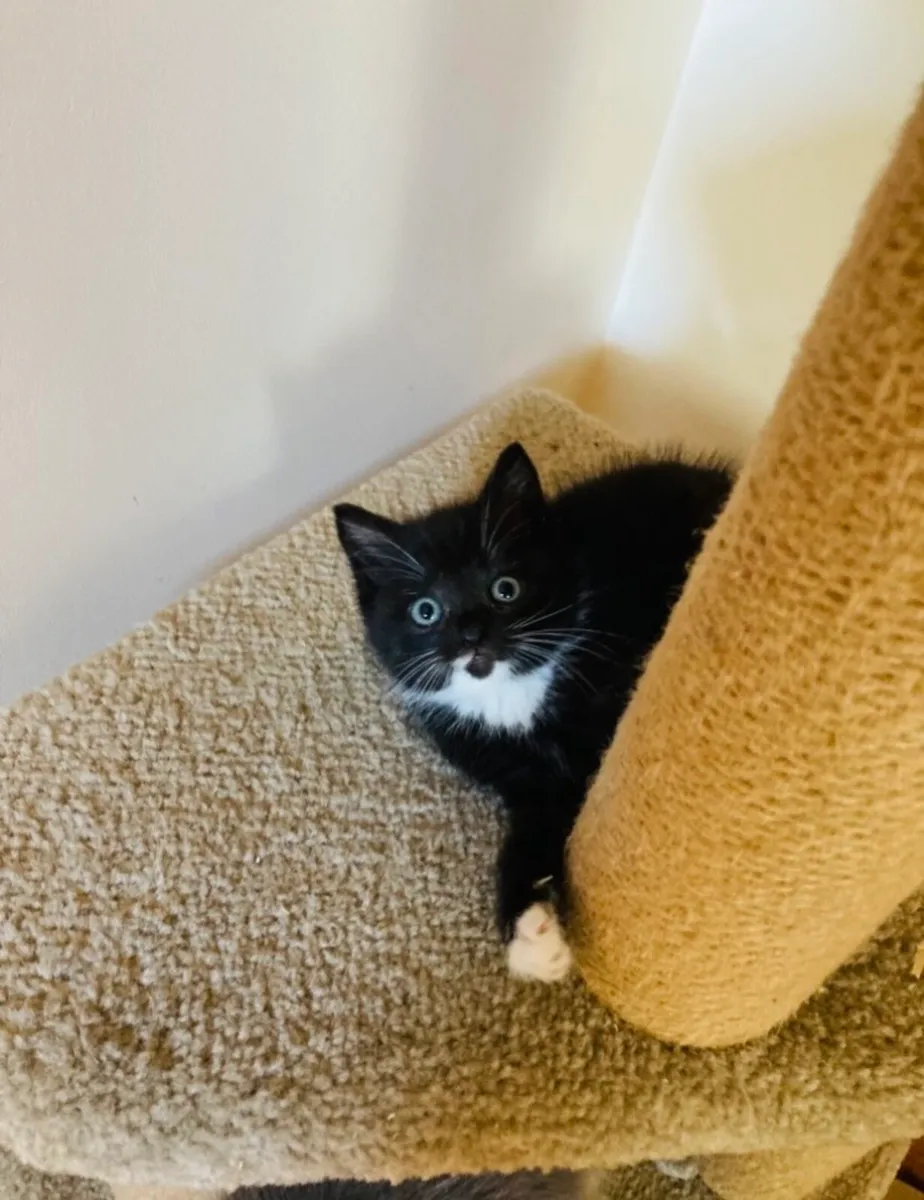 British longhair mix kitten - Image 3