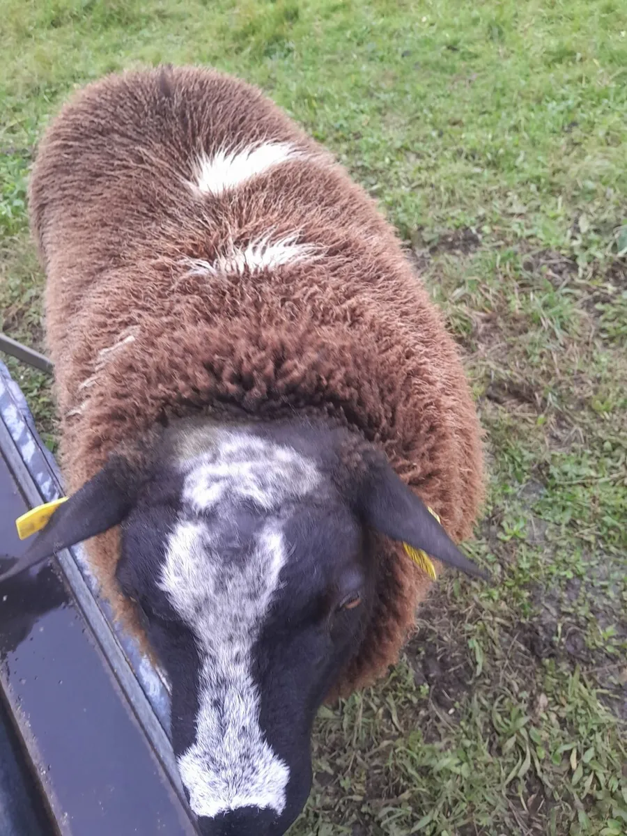 Dutch spotted ram lamb - Image 1