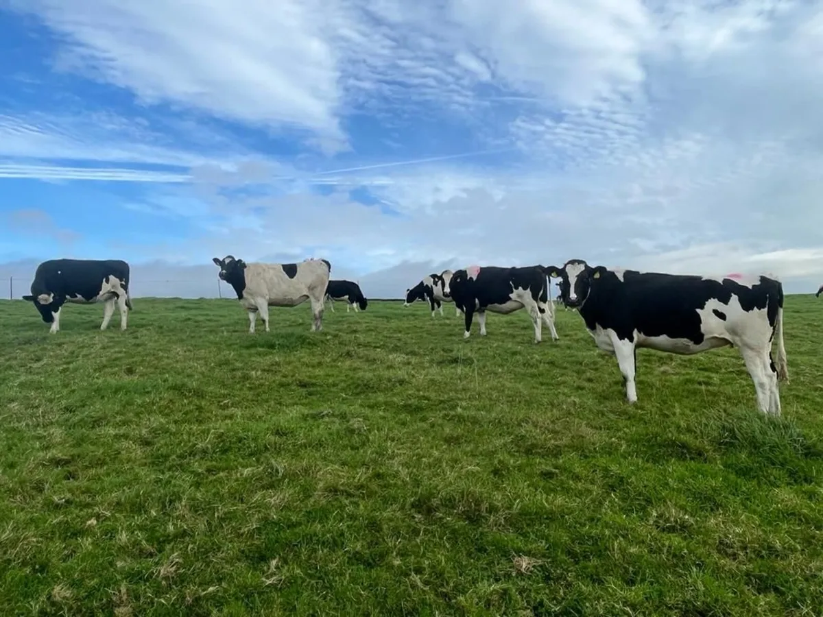 DAIRY SALE LISTOWEL MART WED 21ST OCT AT 1PM - Image 2