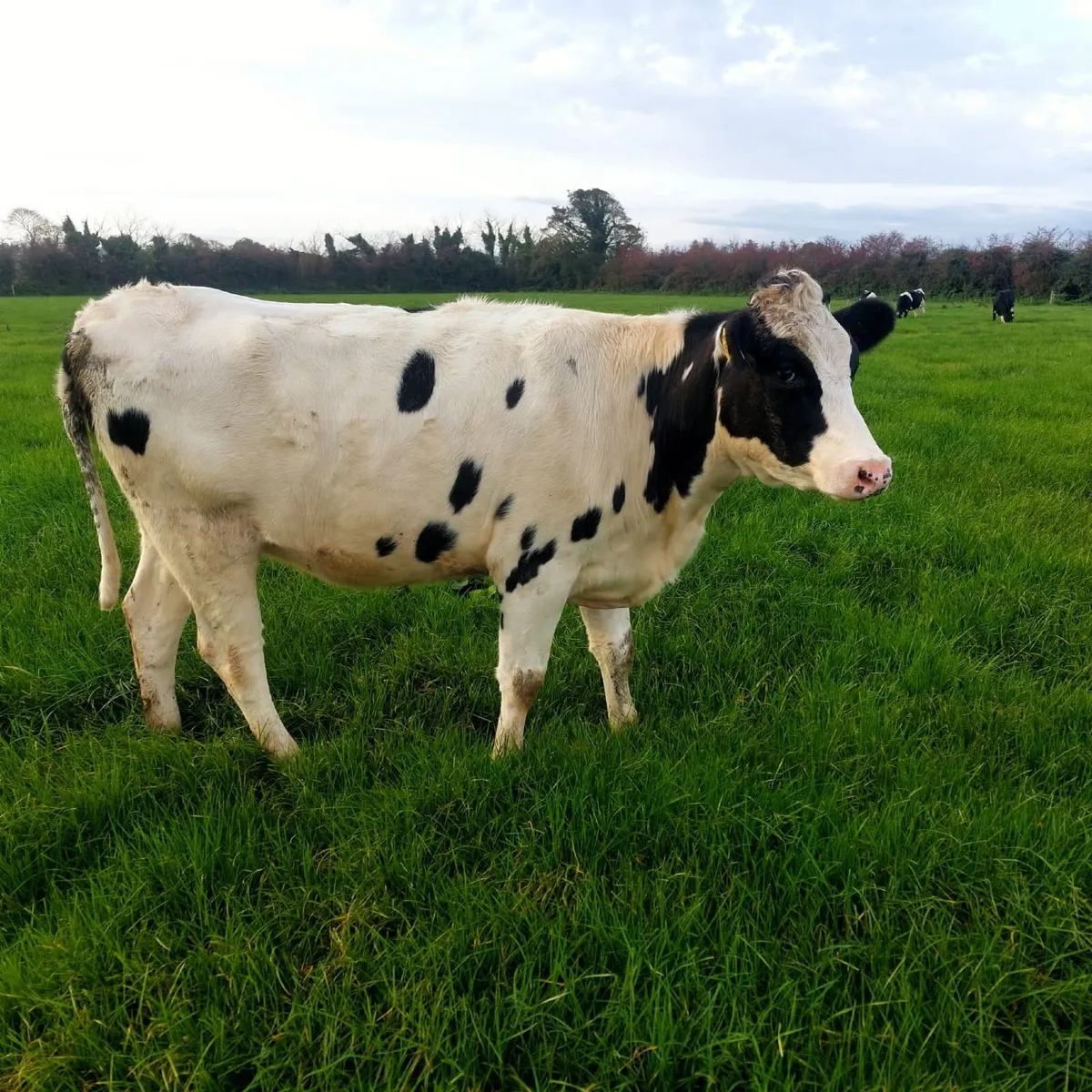 DAIRY SALE LISTOWEL MART WED 21ST OCT AT 1PM - Image 3