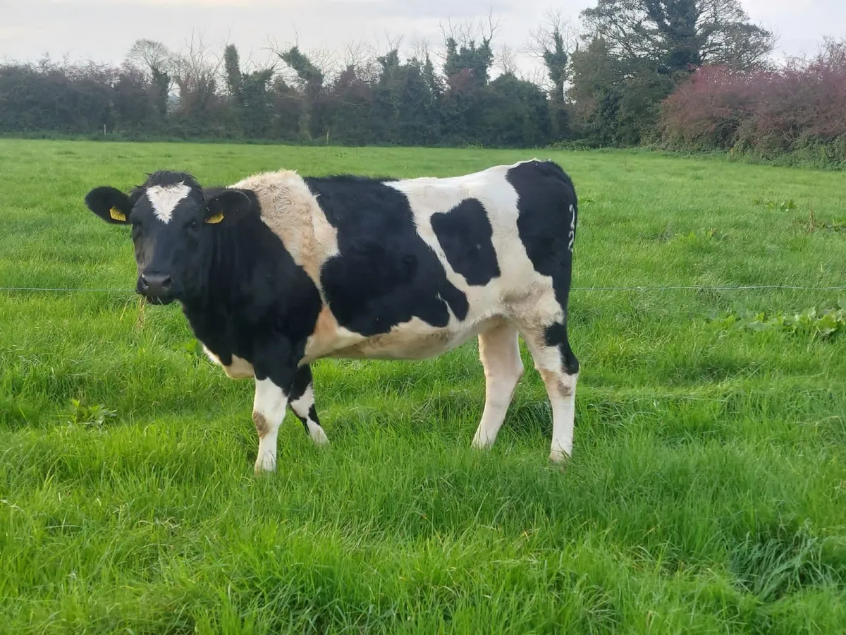 DAIRY SALE LISTOWEL MART WED 21ST OCT AT 1PM - Image 4