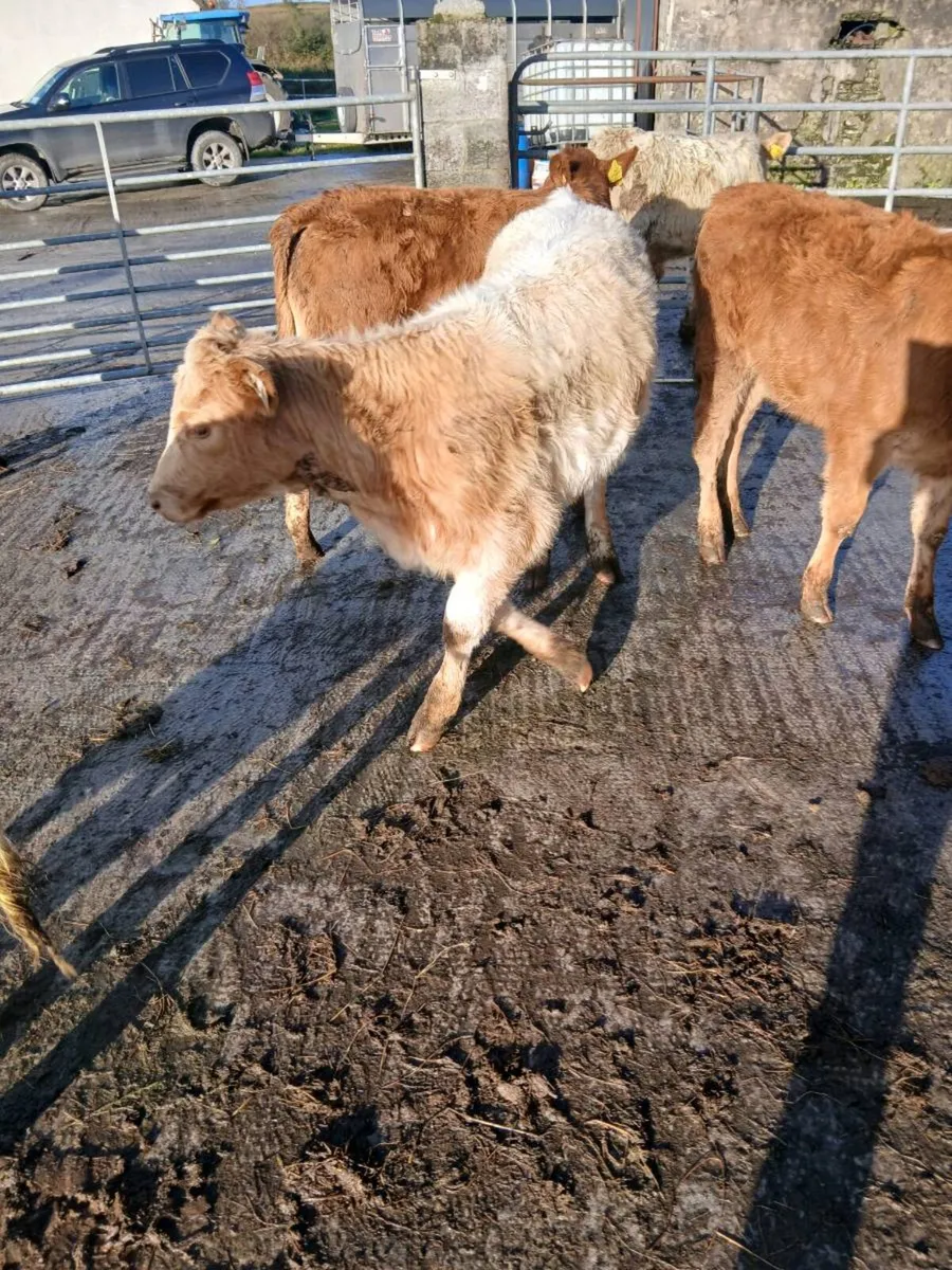 Weanlings - Image 2