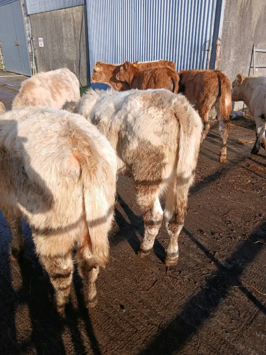 Weanlings - Image 3