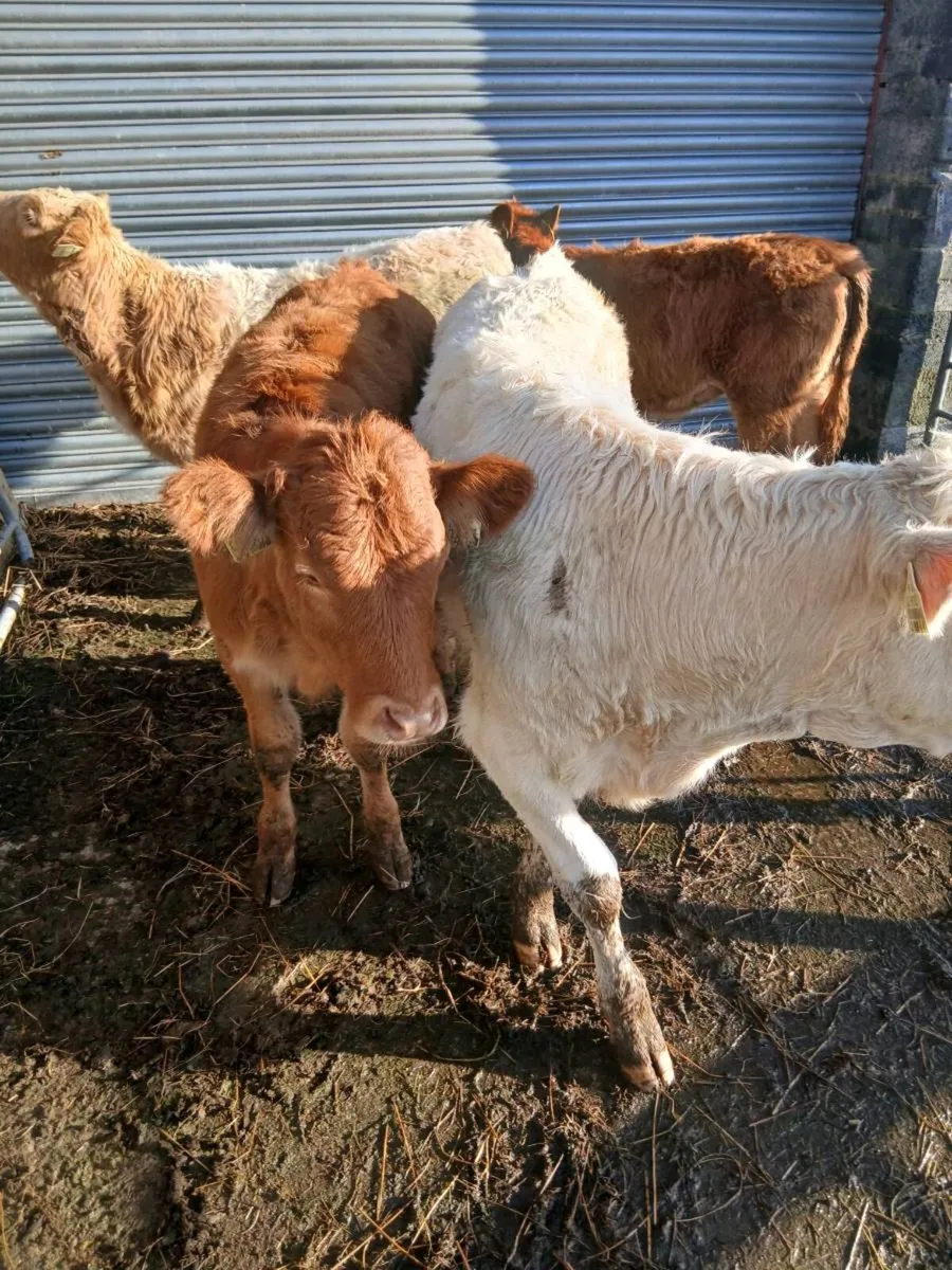 Weanlings - Image 4