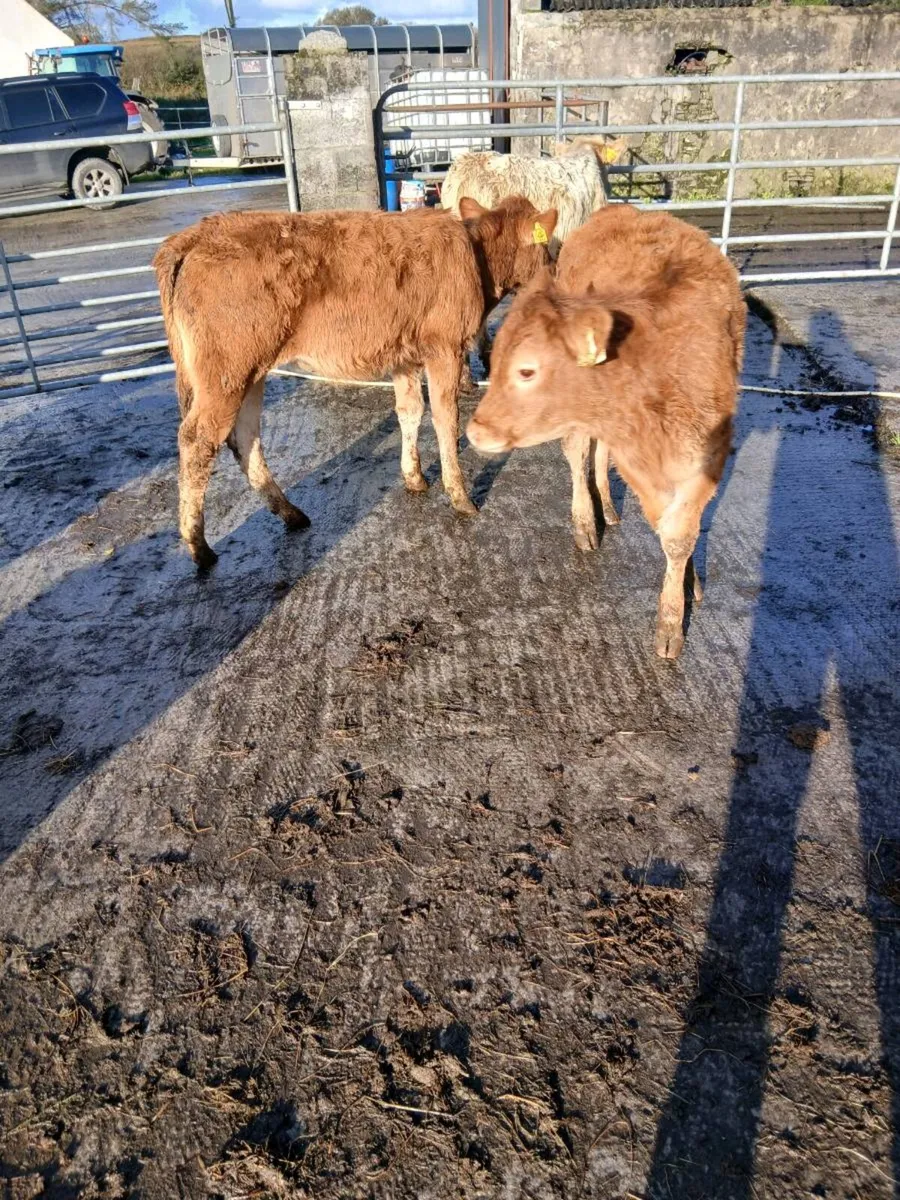 Weanlings - Image 1