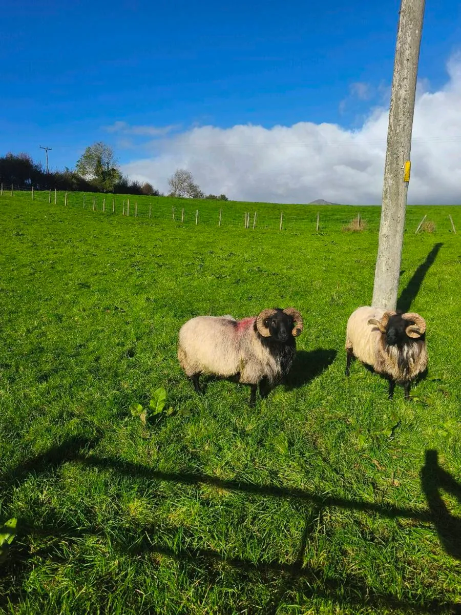 3yr old and a Sis Hogget - Image 1