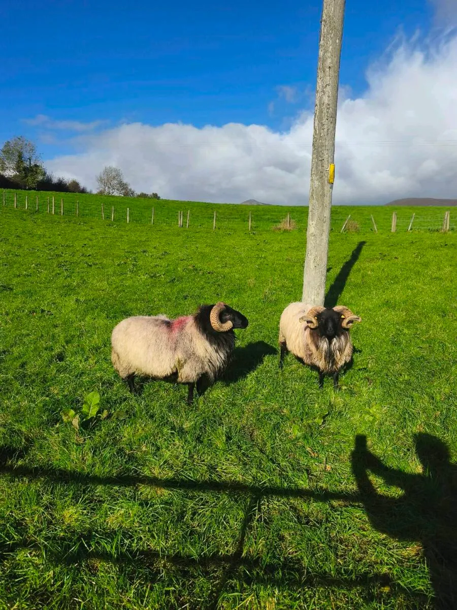 3yr old and a Sis Hogget - Image 2