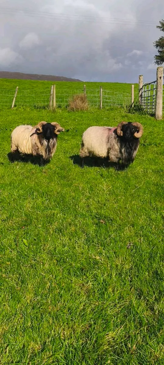 3yr old and a Sis Hogget - Image 3