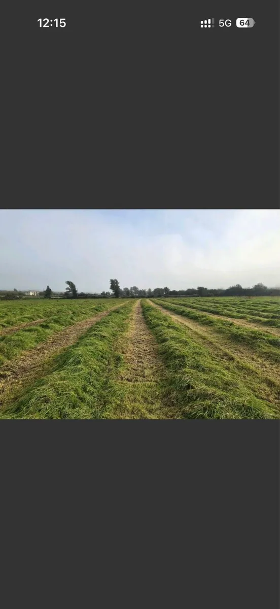 15 acres of standing silage or bales *cheap*