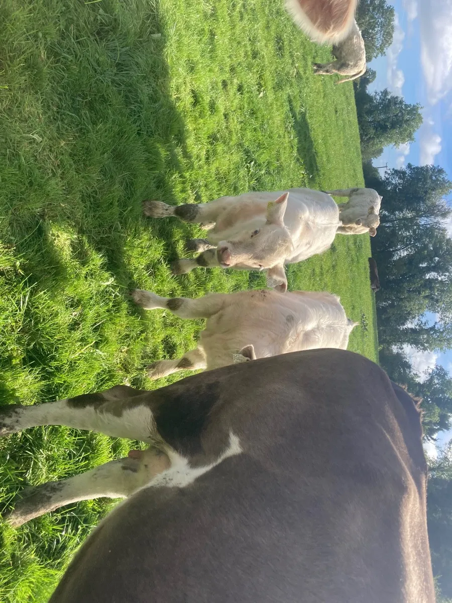 Pirate x. CF52 heifer calf & recip heifer - Image 2