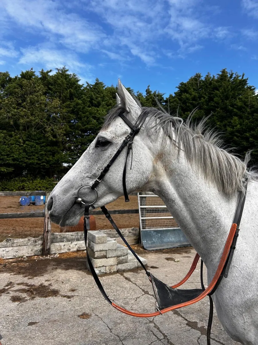 Horse - Image 1