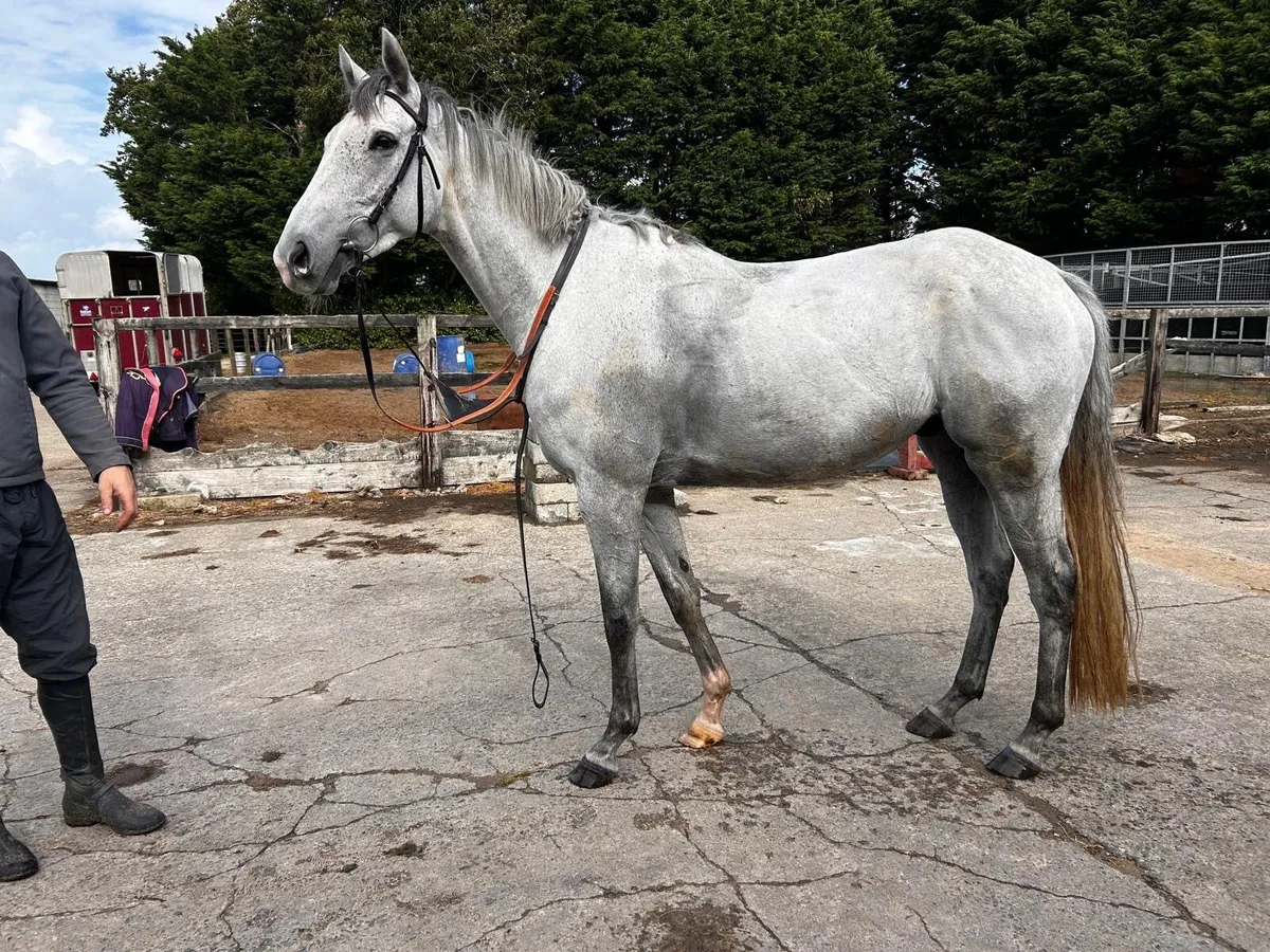 Horse - Image 2