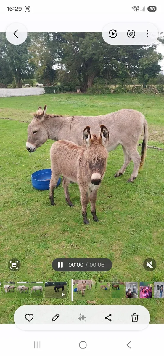 Foal - Image 1