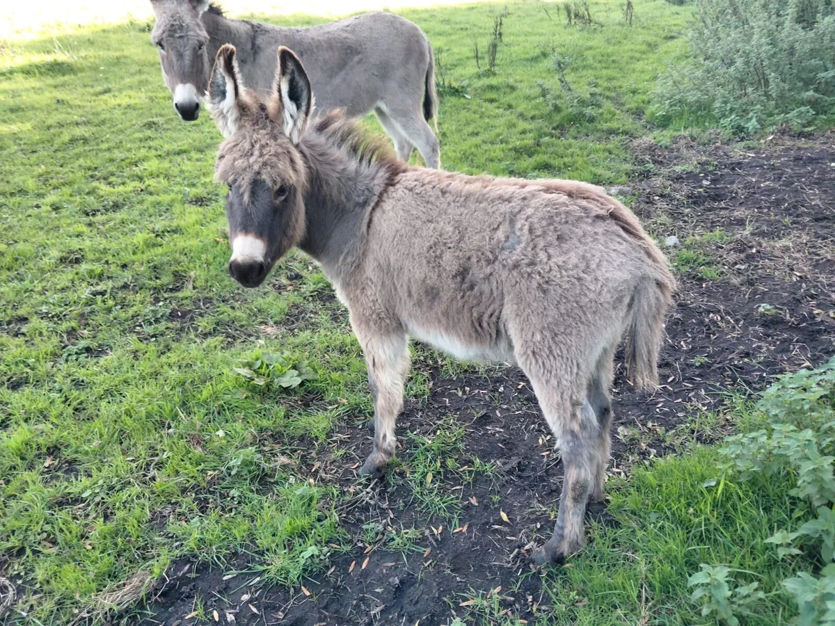 Foal - Image 2
