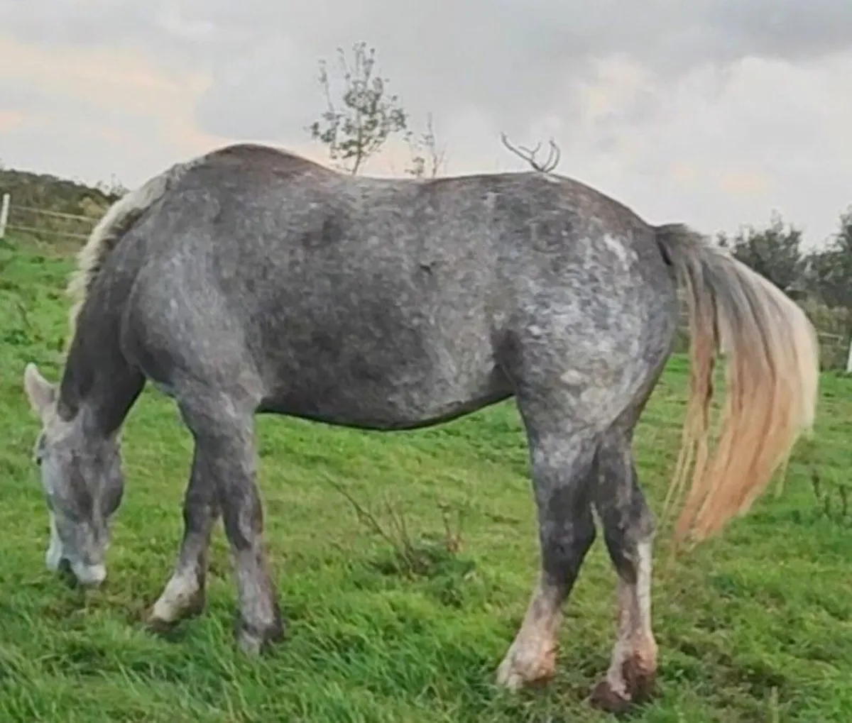 Stunning gentle giant