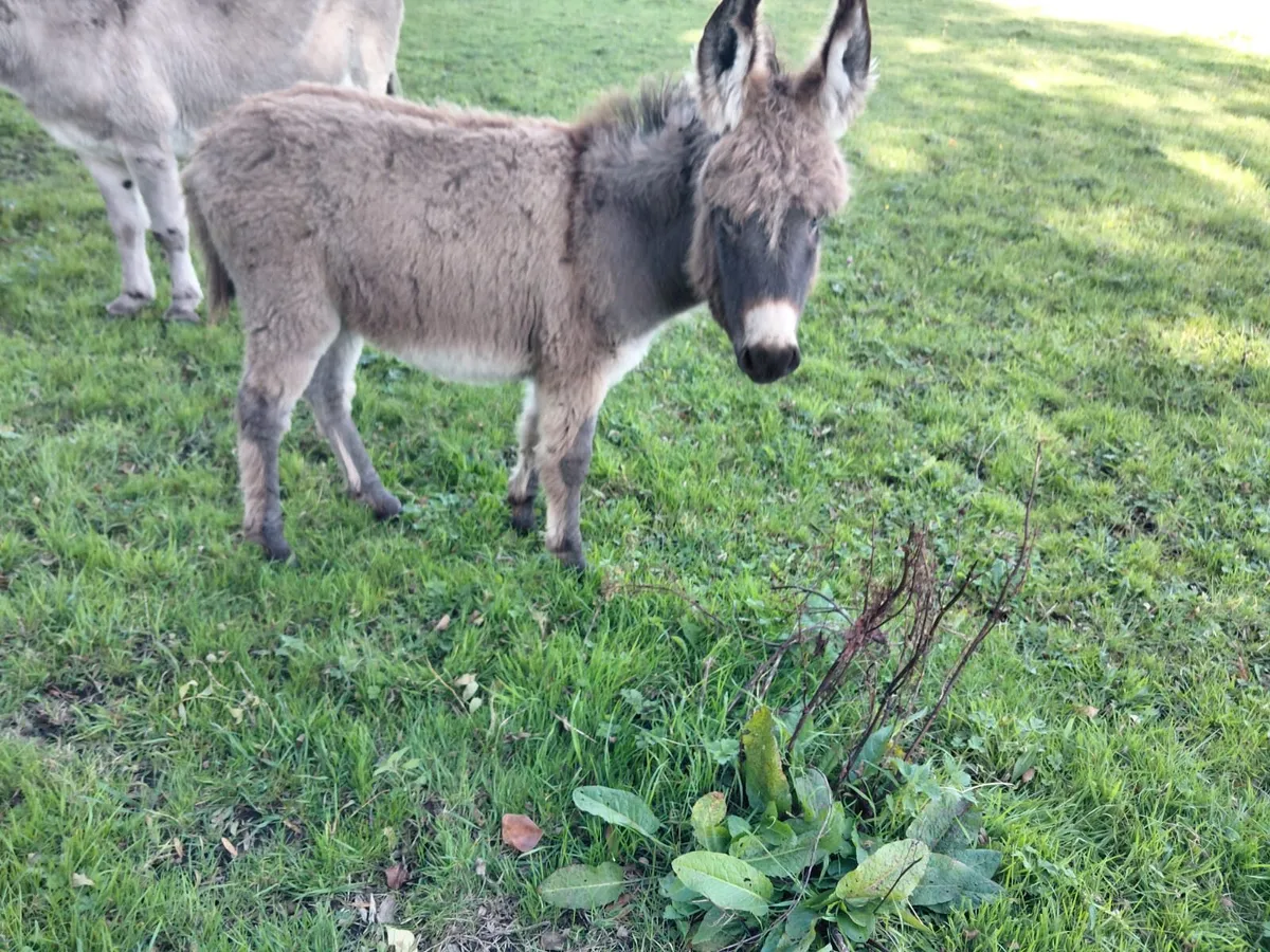 Foal - Image 3