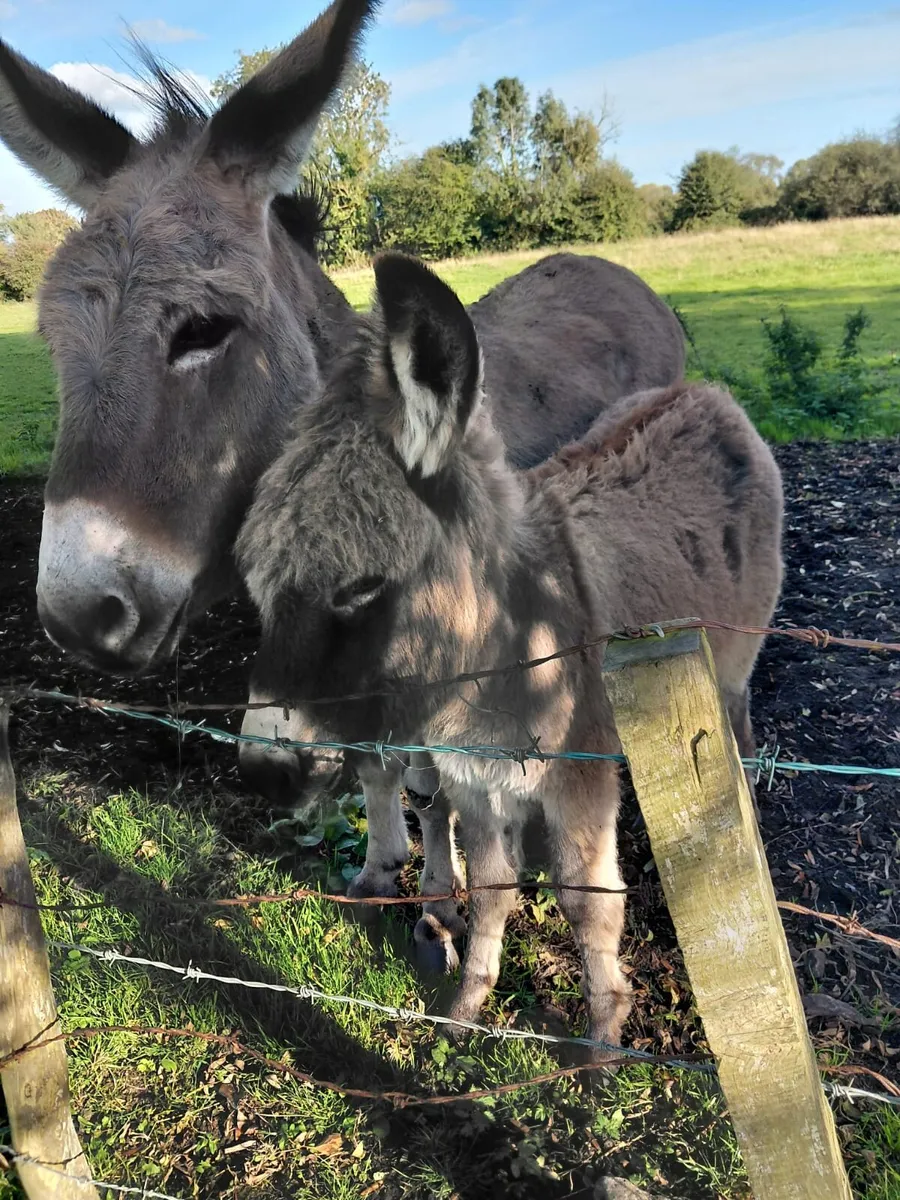 Foal - Image 4