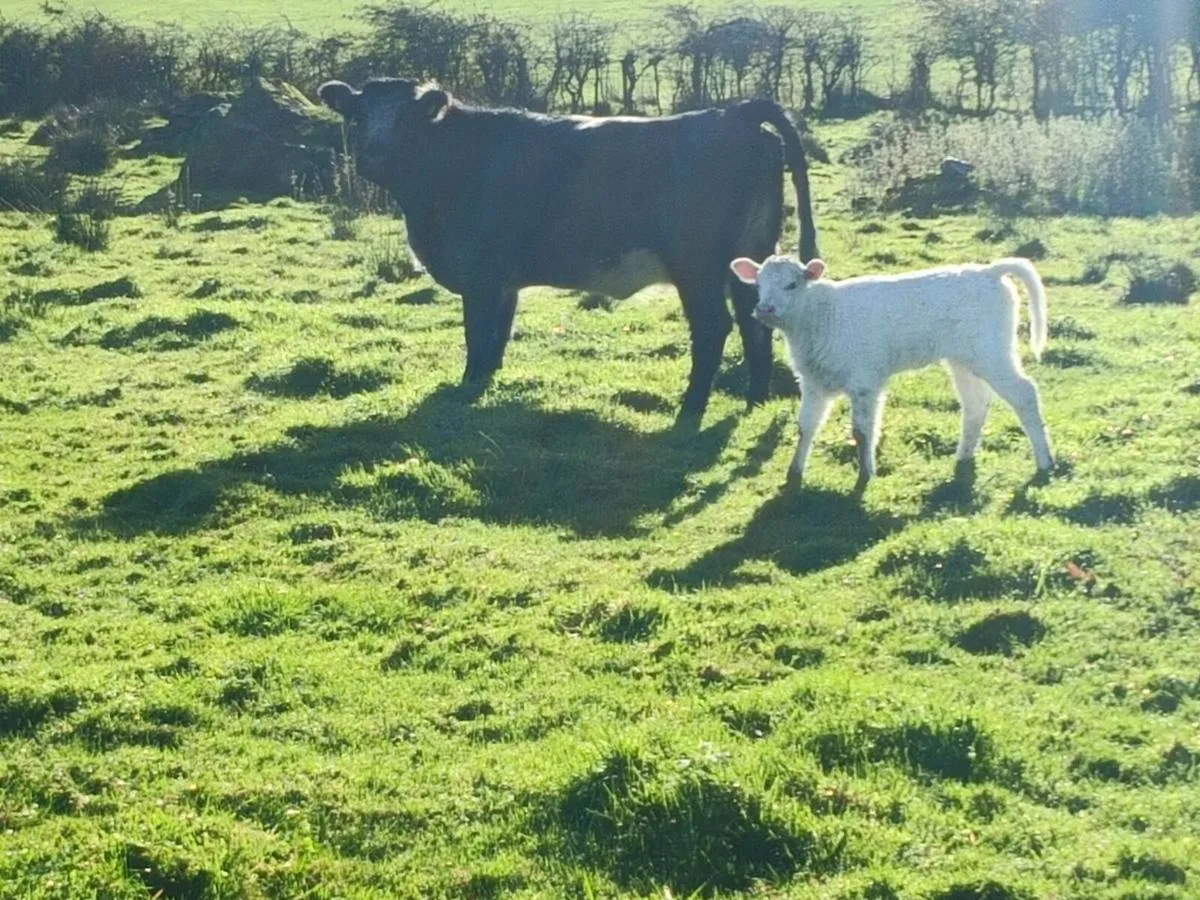 Blue Grey Heifer with calf. - Image 1