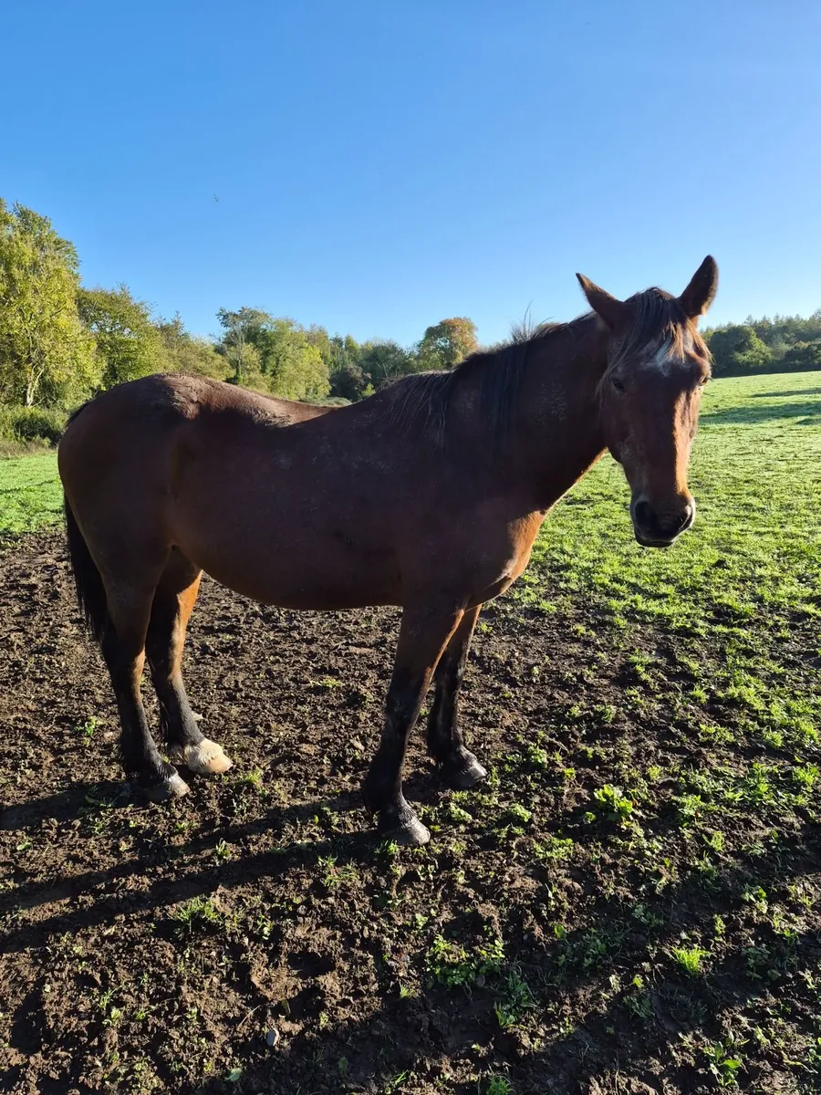 horse - Image 2