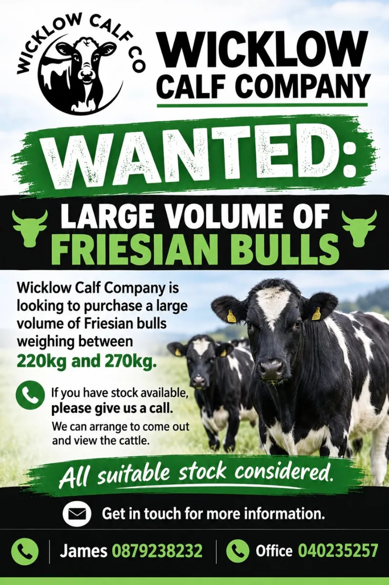 Wanted: LARGE VOLUME OF FRIESIAN BULLS