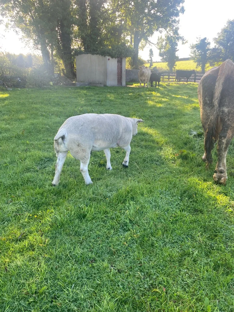 SIS 5  Star Pedigree Texel Ram - Image 2