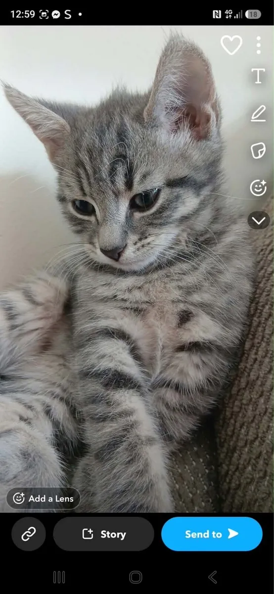 Female kitten - Image 1