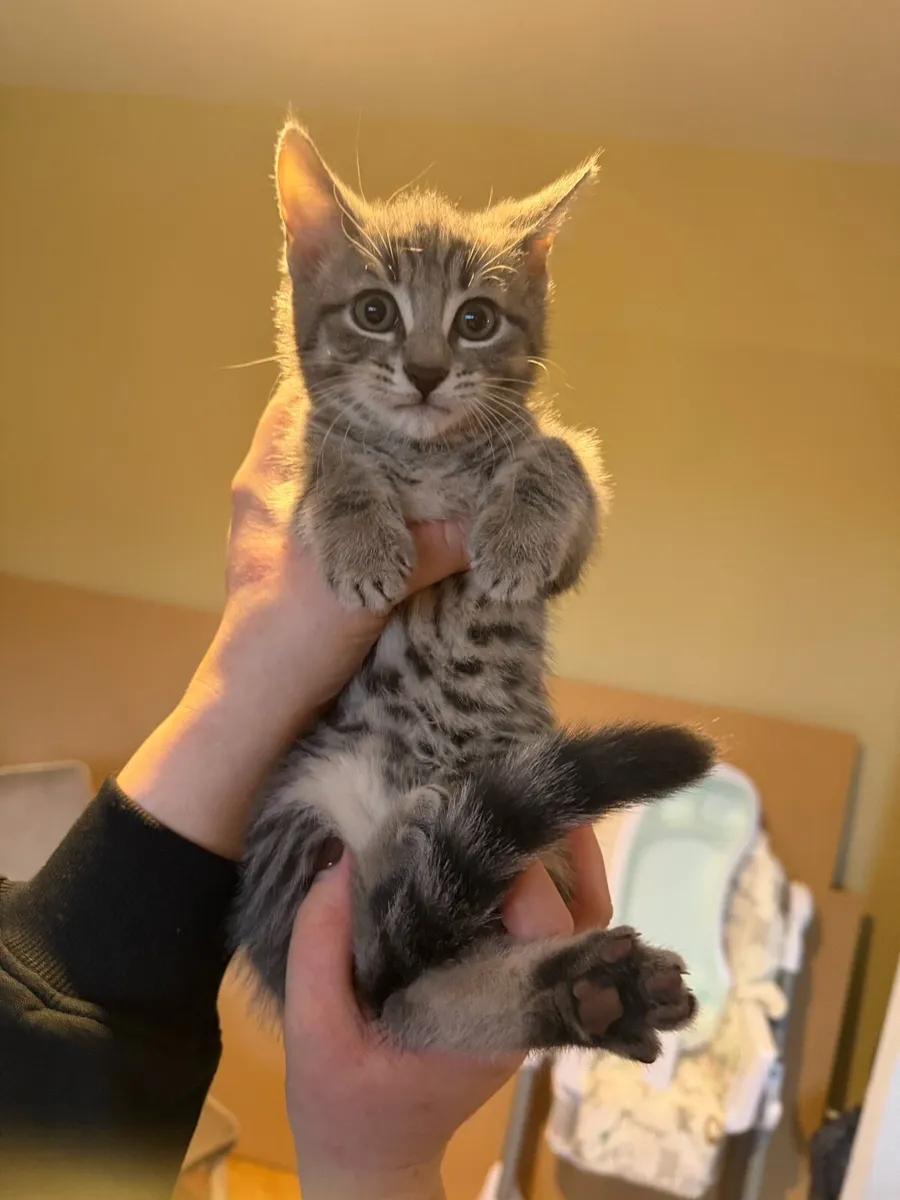 Female kitten - Image 4