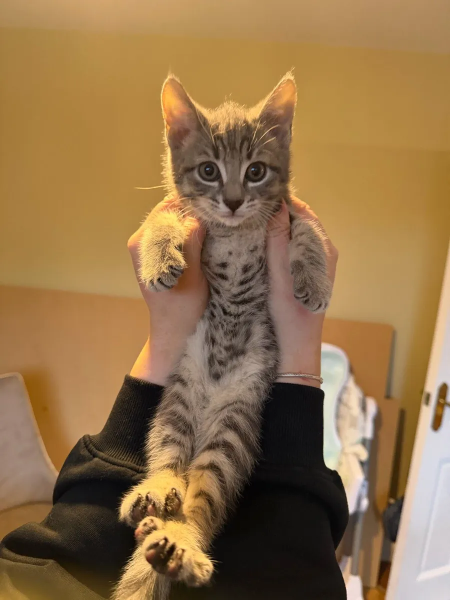 Female kitten - Image 2