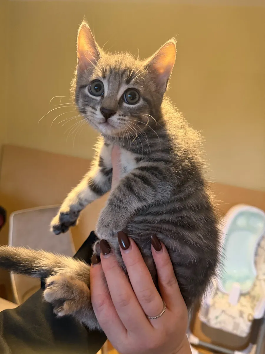 Female kitten - Image 3