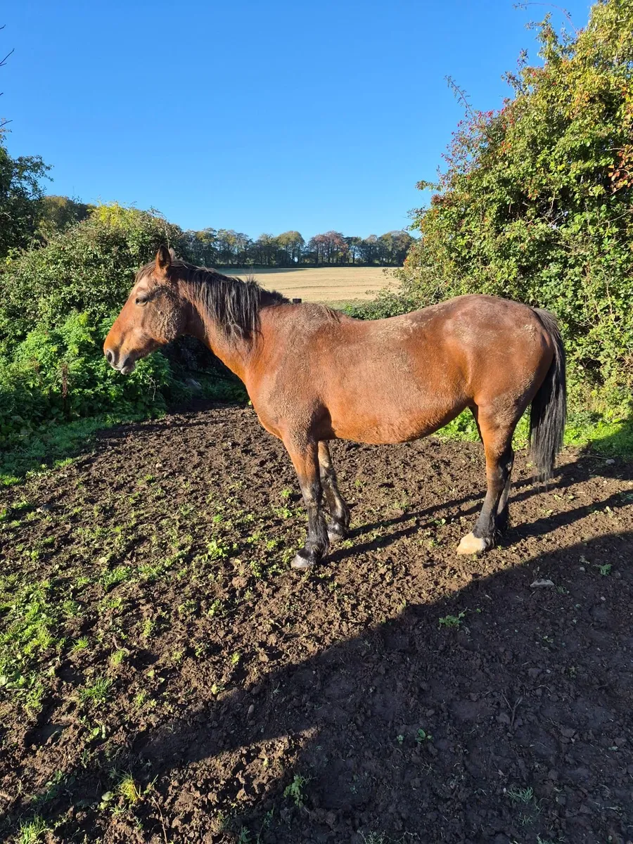 horse - Image 1
