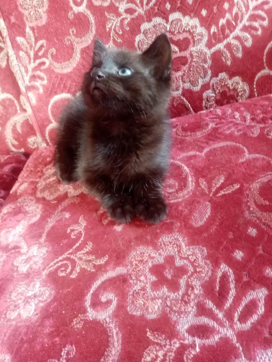 Ragdoll Tabby kitten - Image 3