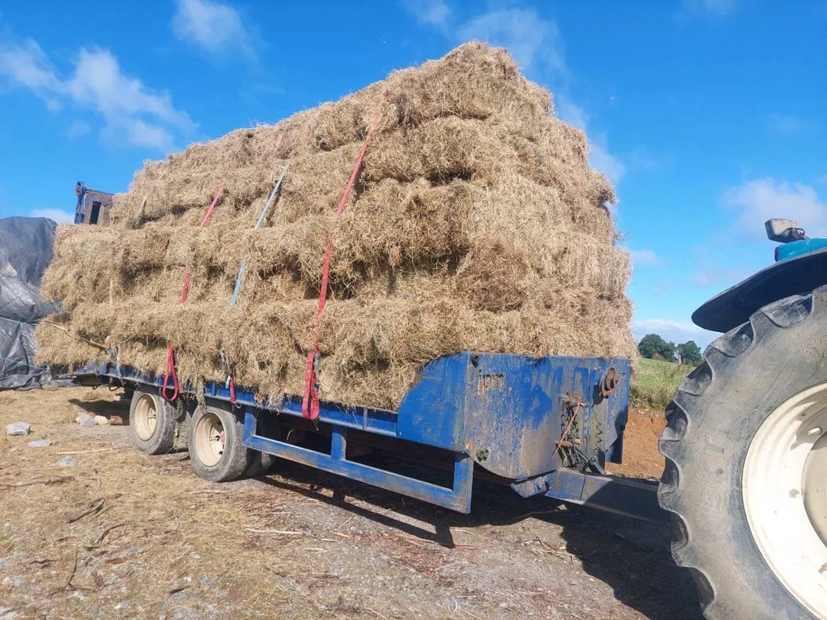 Hay - Image 1