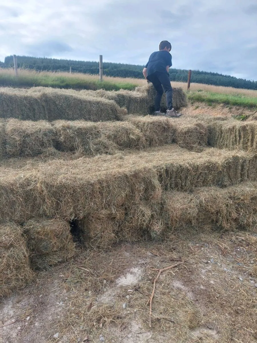 Hay - Image 3