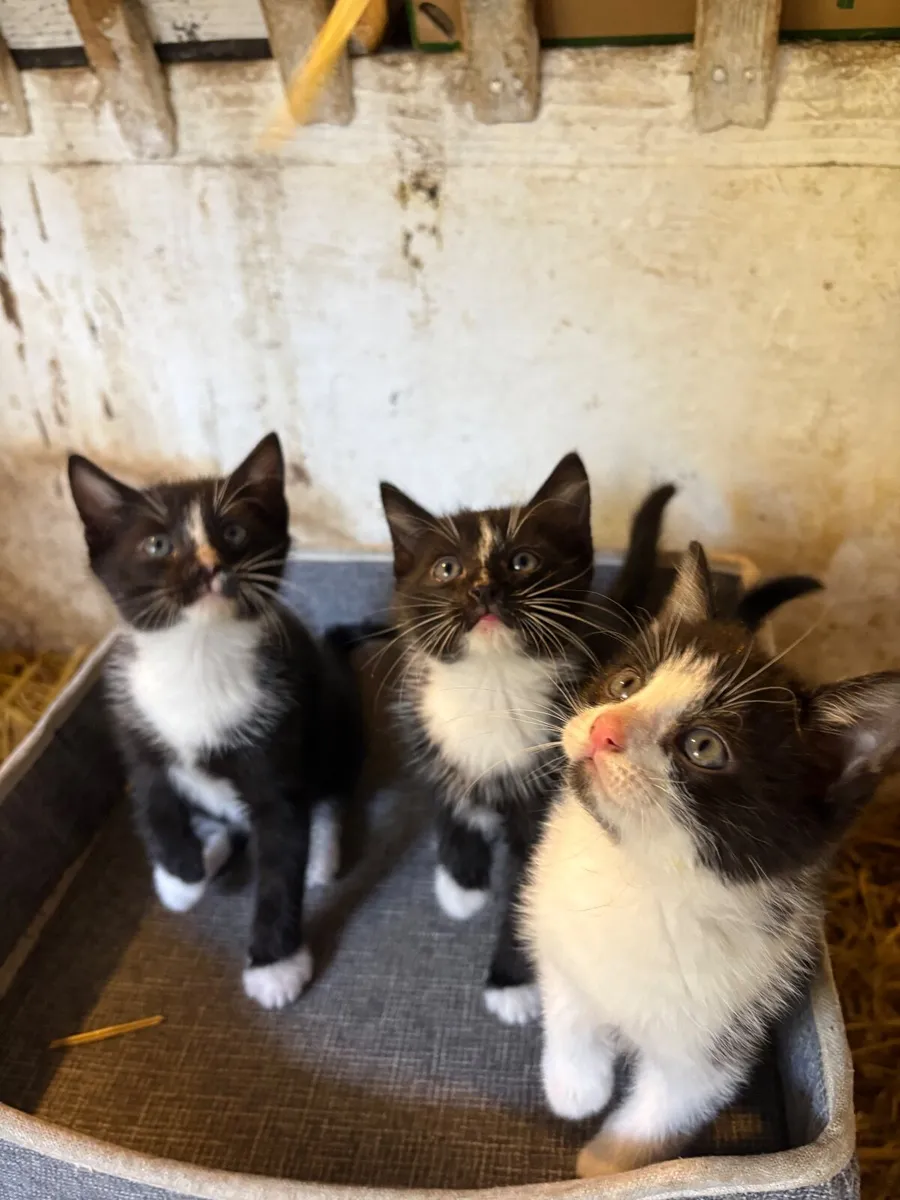 Kittens - Image 1