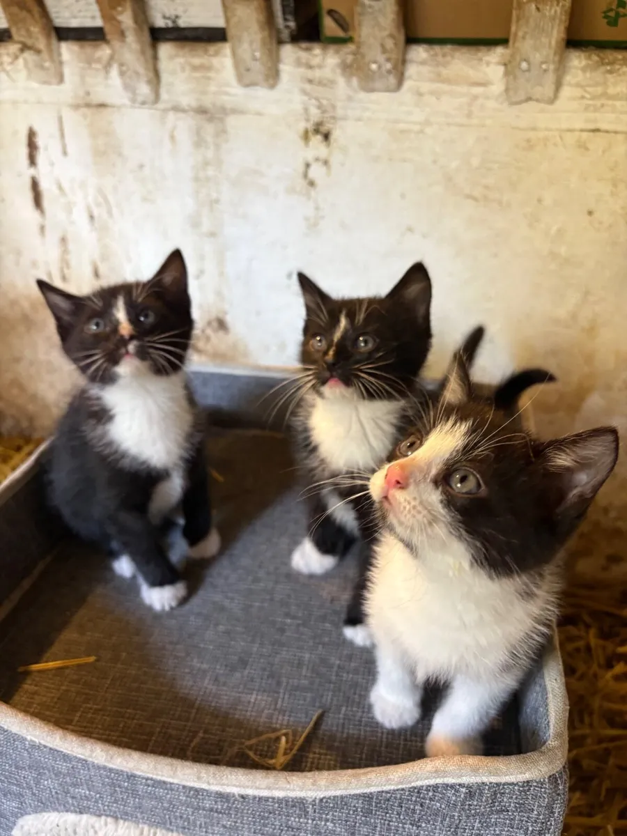 Kittens - Image 2