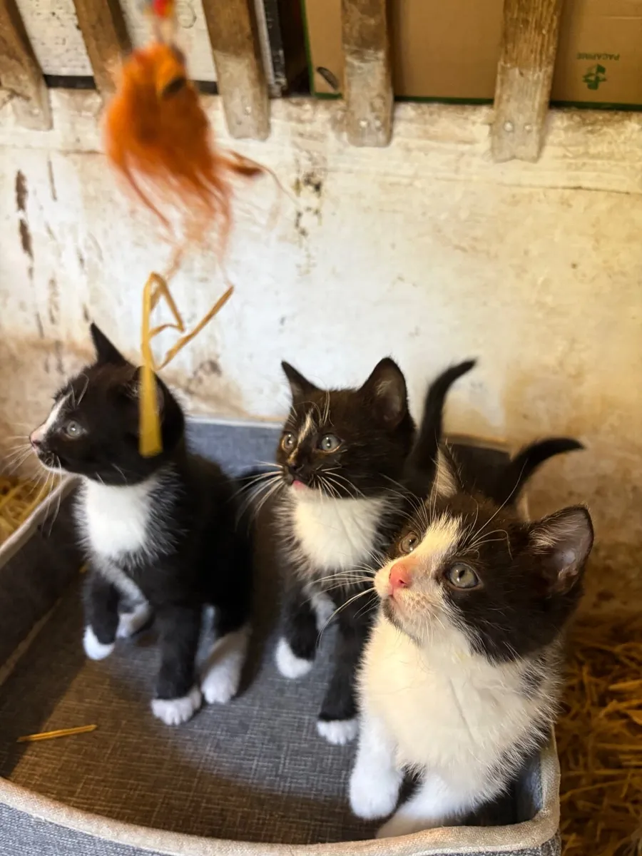 Kittens - Image 3