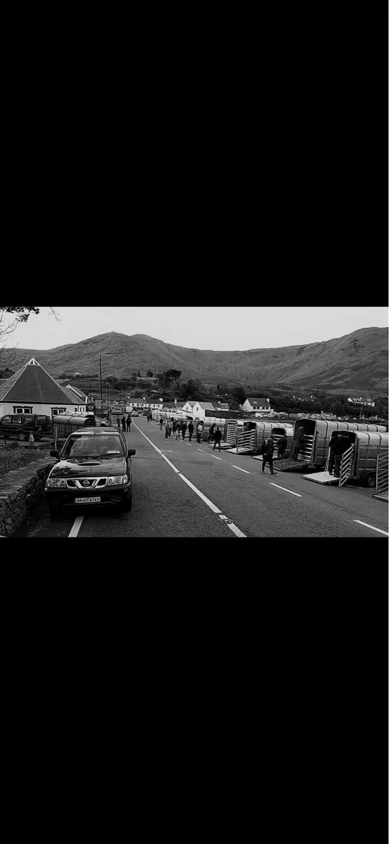 🐏Leenane Ram Fair Day 🐏
