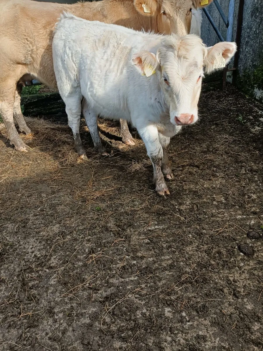 Char  Weanlings - Image 1