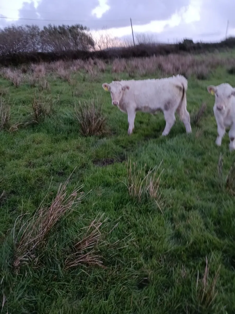 Char  Weanlings - Image 2