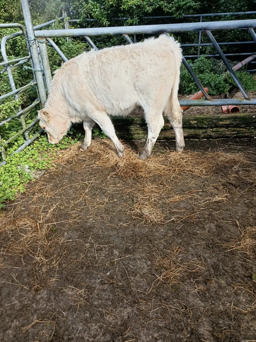 Char  Weanlings - Image 3