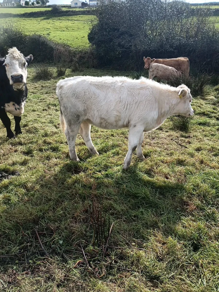 Char  Weanlings - Image 4
