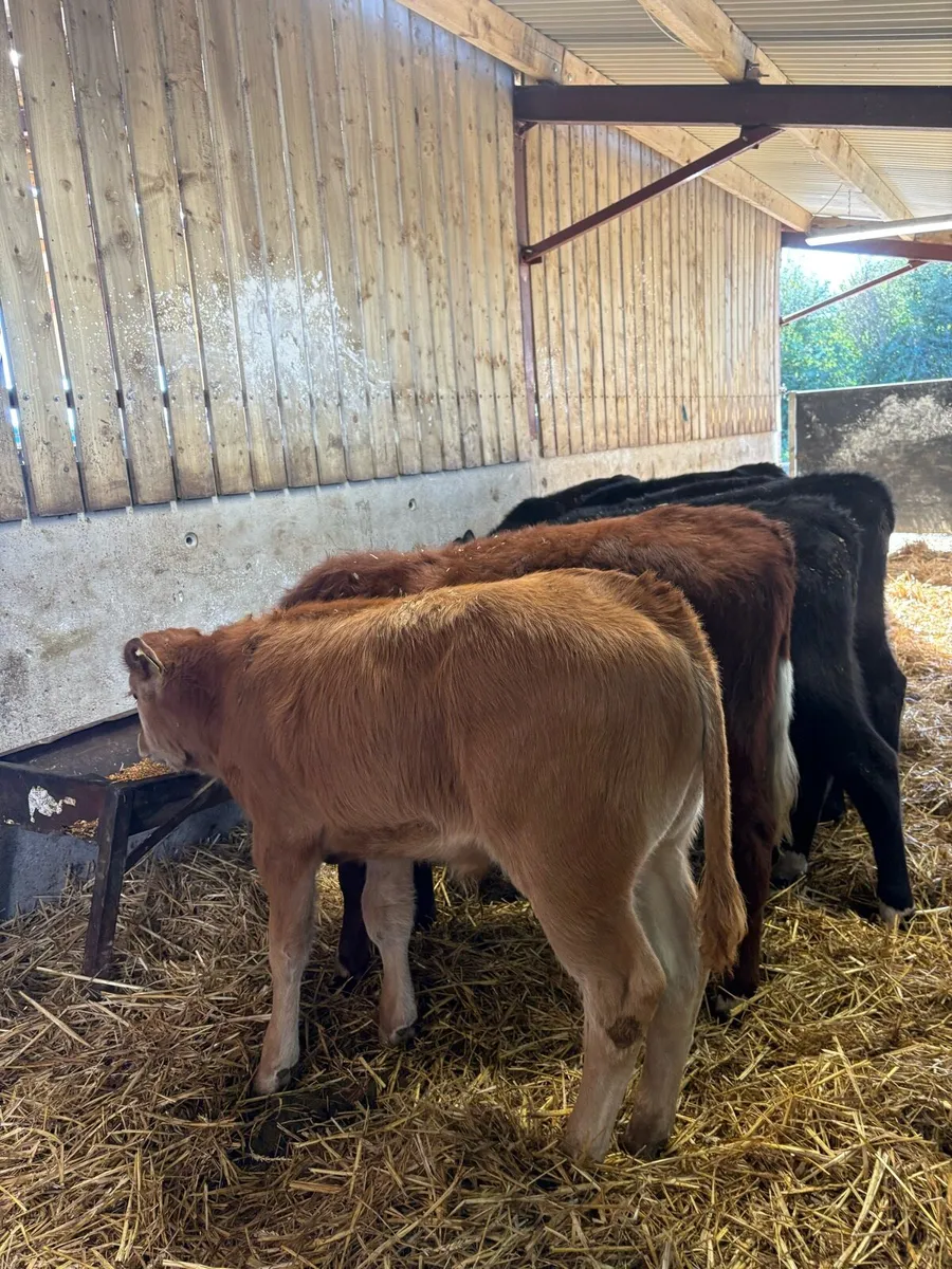 9 smashing bull Weanlings 🔥 - Image 1