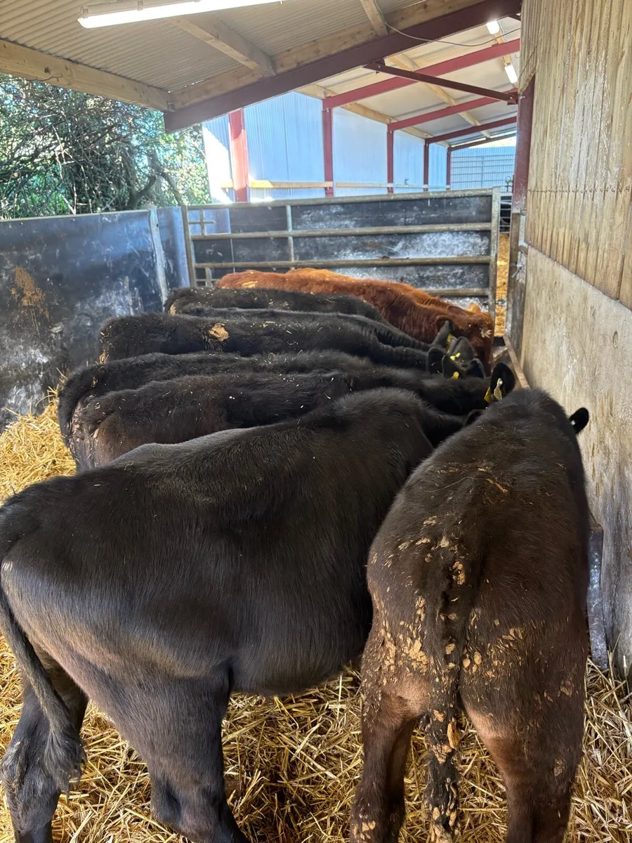 9 smashing bull Weanlings 🔥 - Image 2