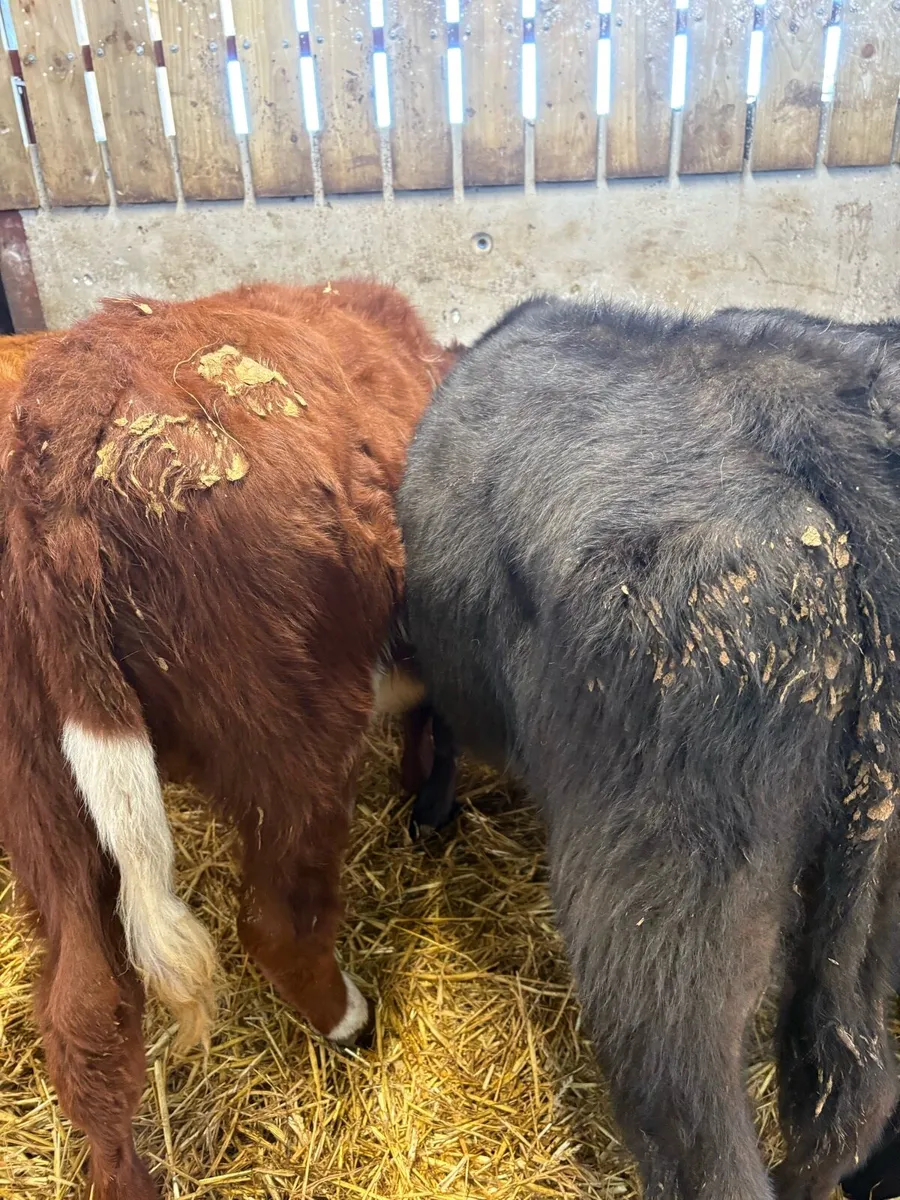 9 smashing bull Weanlings 🔥 - Image 4