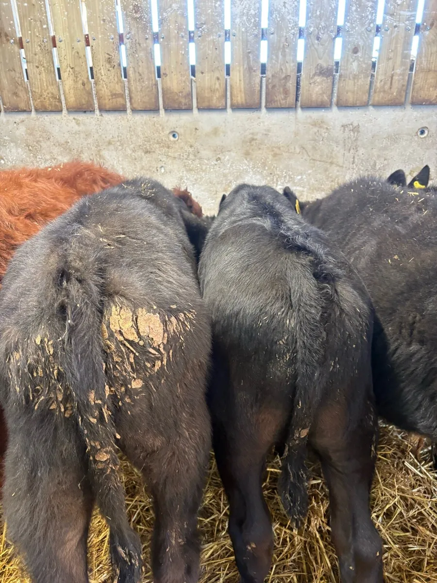 9 smashing bull Weanlings 🔥 - Image 3