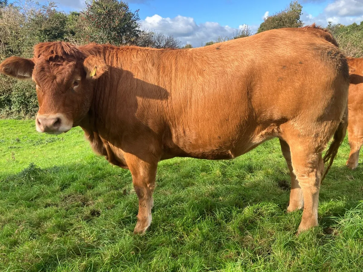 Super Breeding Limousin Heifers for sale - Image 1