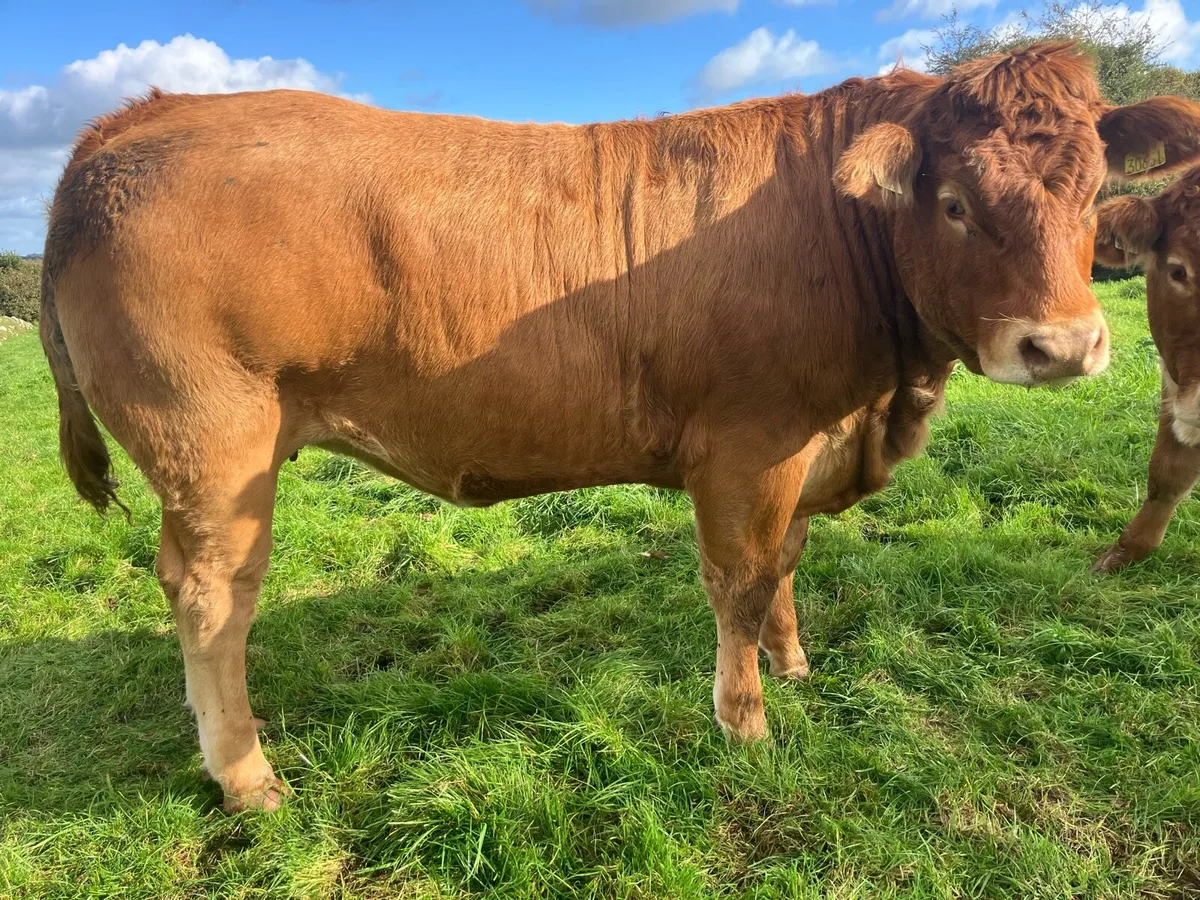Super Breeding Limousin Heifers for sale - Image 2